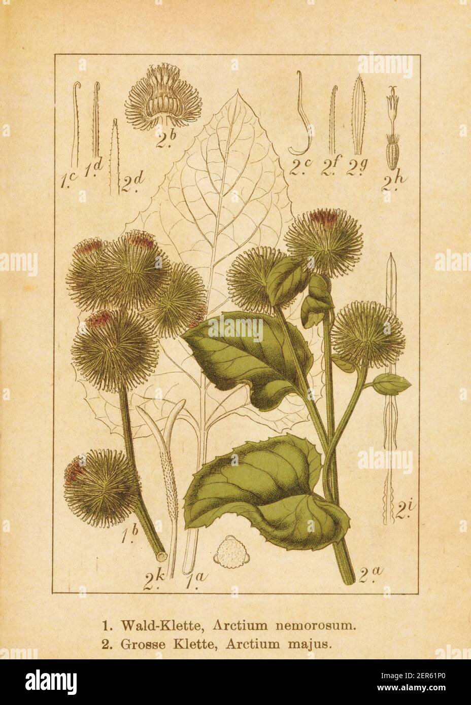 Antique illustration of an arctium nemorosum (also known as woodland burdock) and arctium lappa (also known as arctium majus, greater burdock, edible Stock Photo