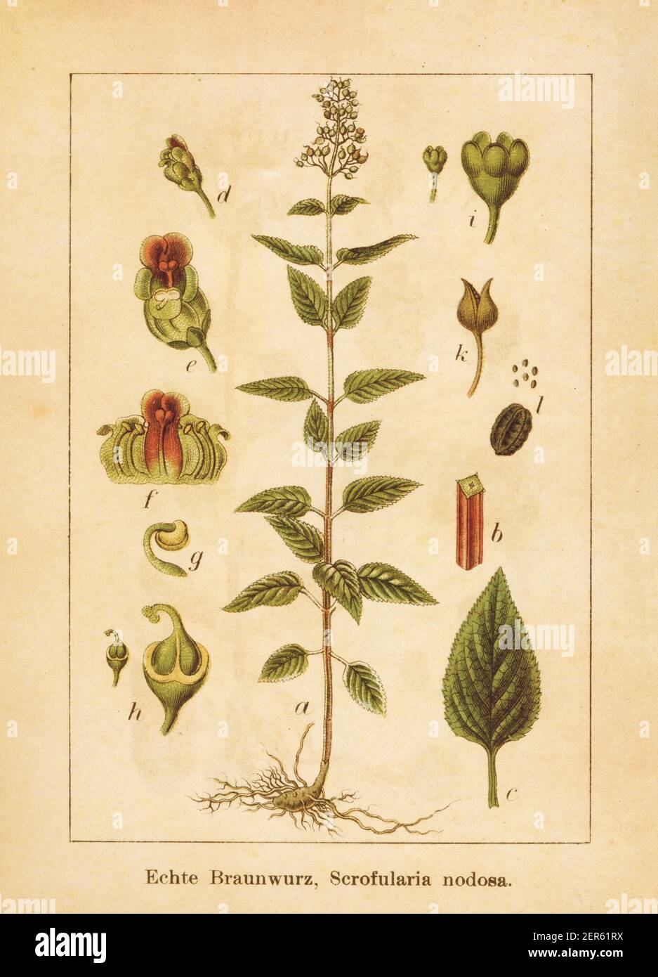 Antique illustration of a scrophularia nodosa, also known as woodland figwort, common figwort or figwort. Engraved by Jacob Sturm (1771-1848) and publ Stock Photo