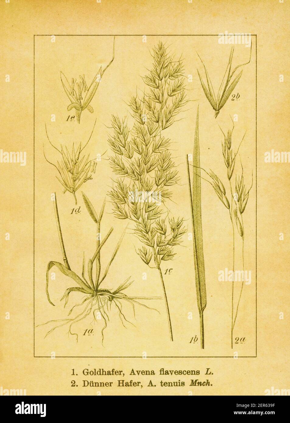 Antique 19th-century illustration of yellow oatgrass and common oatgrass. Engraving by Jacob Sturm (1771-1848) from the book Deutschlands Flora in Abb Stock Photo