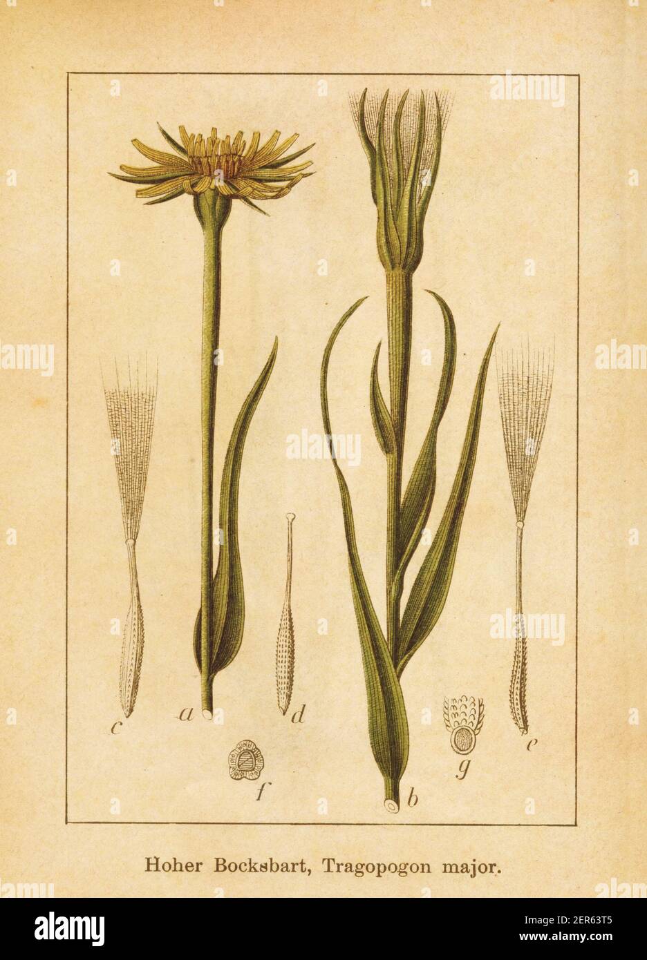Antique illustration of a tragopogon dubius, also known as tragopogon major, yellow salsify, Western salsify, Western goat's beard, wild oysterplant, Stock Photo