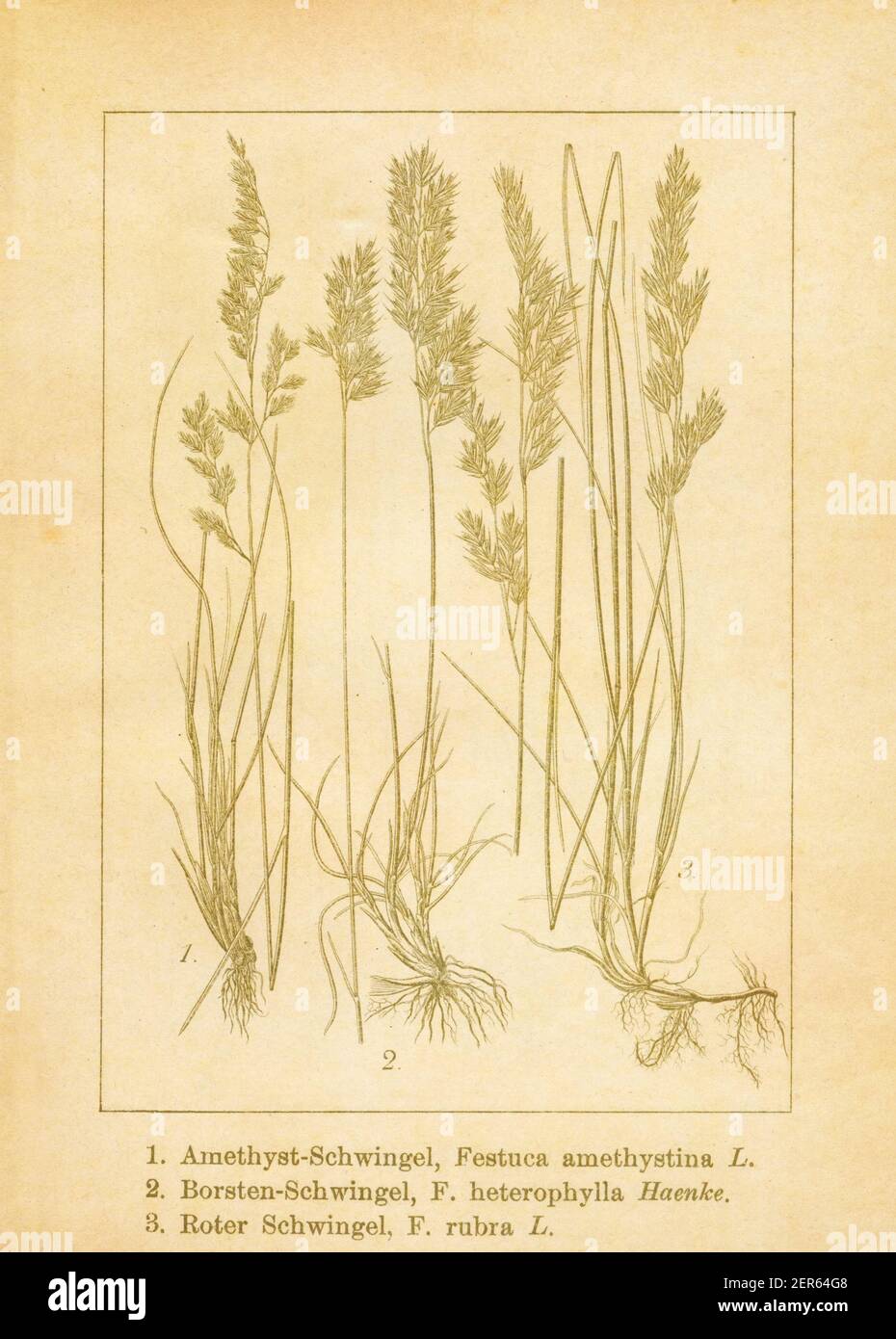 Antique illustration of festuca amethystina (also known as tufted fescue), festuca heterophylla (also known as variousleaf fescue) and festuca rubra Stock Photo