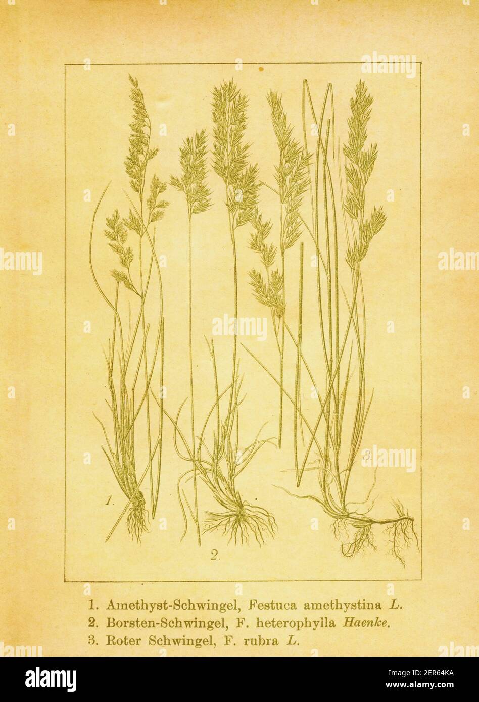 Antique engraving of tufted fescue, various-leaved fescue and red fescue. Illustration by Jacob Sturm (1771-1848) from the book Deutschlands Flora in Stock Photo