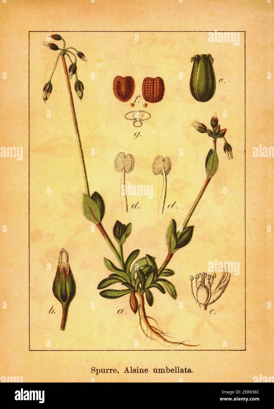 Antique illustration of umbrella starwort. Engraving by Jacob Sturm (1771-1848) from the book Deutschlands Flora in Abbildungen nach der Natur mit Bes Stock Photo
