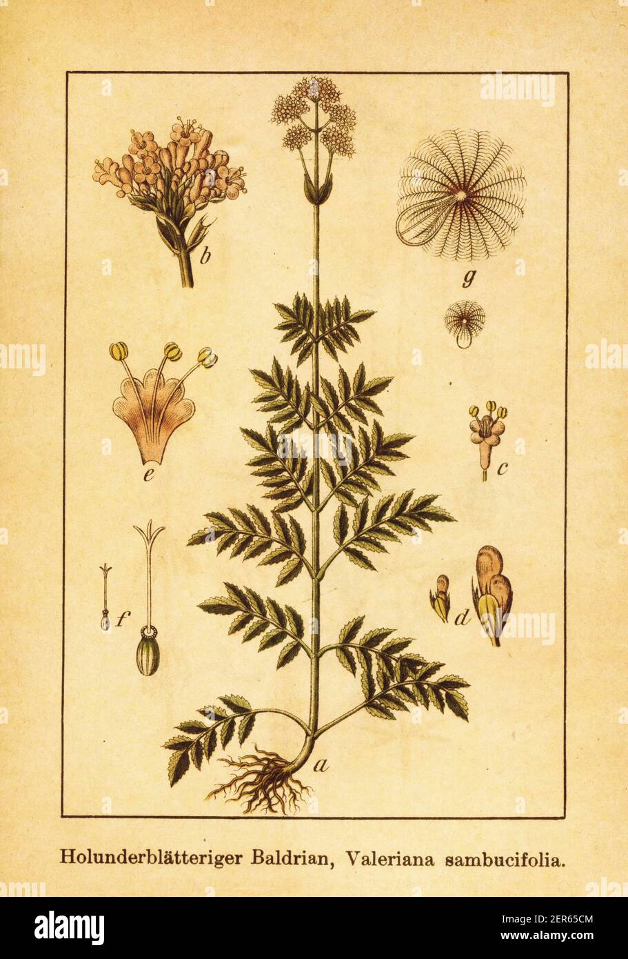 Antique 19th-century engraving of Valeriana sambucifolia. Illustration by Jacob Sturm (1771-1848) from the book Deutschlands Flora in Abbildungen nach Stock Photo