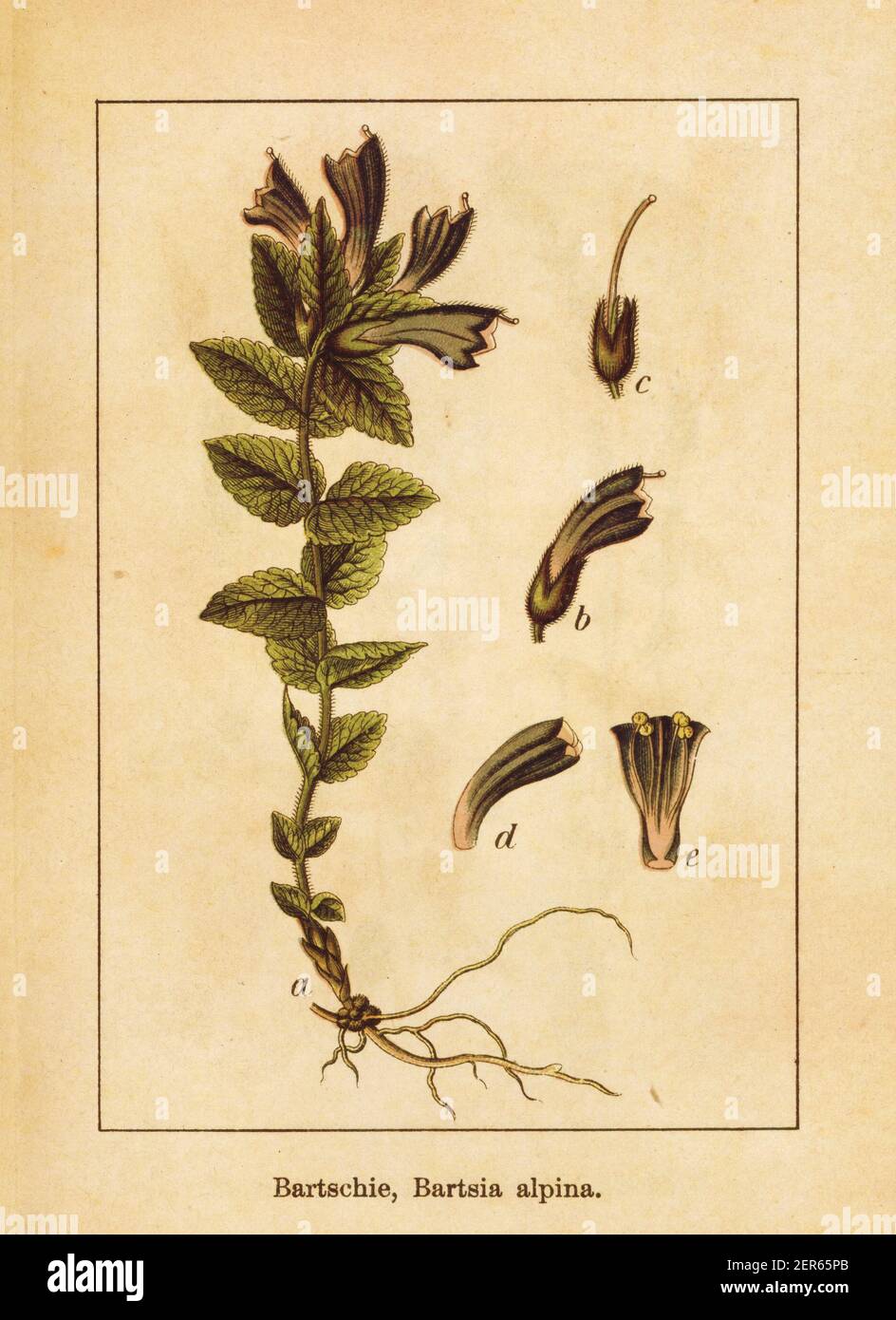 Antique illustration of a bartsia alpina, also known as. Engraved by Jacob Sturm (1771-1848) and published in the book Deutschlands Flora in Abbildung Stock Photo