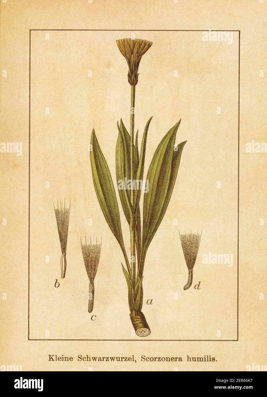 Antique illustration of a scorzonera humilis, also known as viper's grass. Engraved by Jacob Sturm (1771-1848) and published in the book Deutschlands Stock Photo