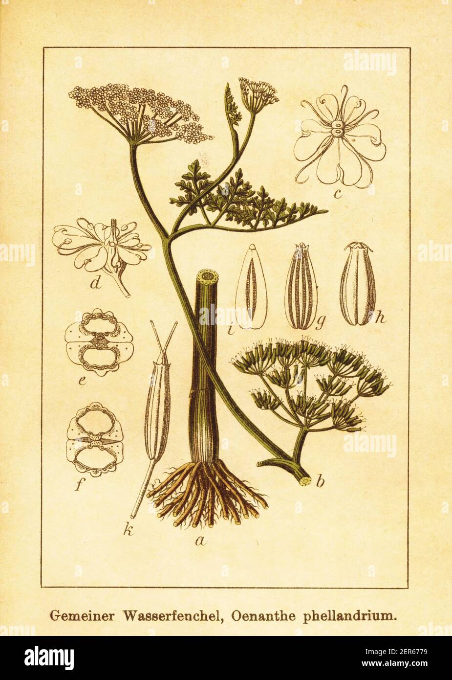 Antique 19th-century engraving of water dropwort. Illustration by Jacob Sturm (1771-1848) from the book Deutschlands Flora in Abbildungen nach der Nat Stock Photo