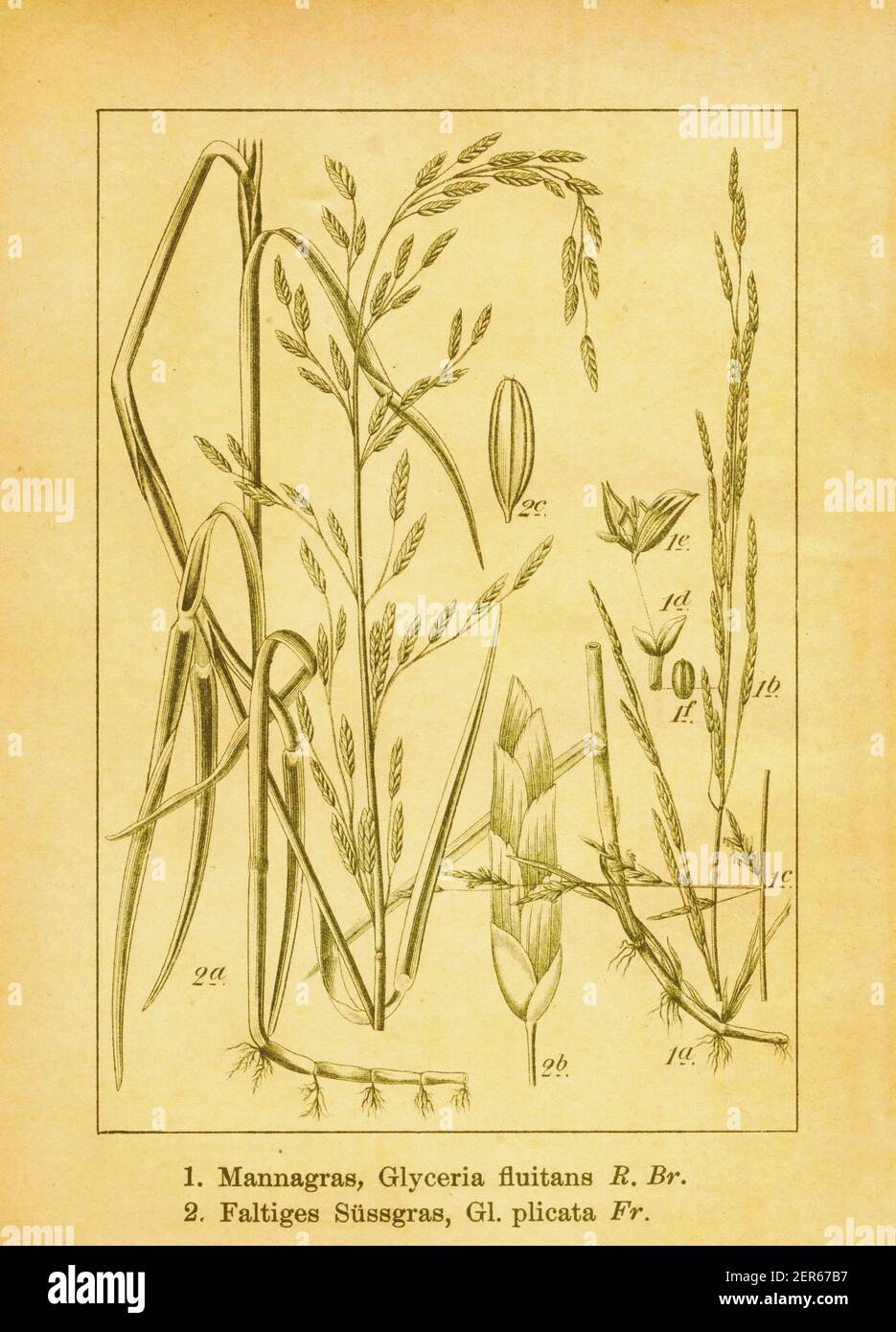 Antique 19th-century illustration of water mannagrass and plicate sweet grass. Engraving by Jacob Sturm (1771-1848) from the book Deutschlands Flora i Stock Photo