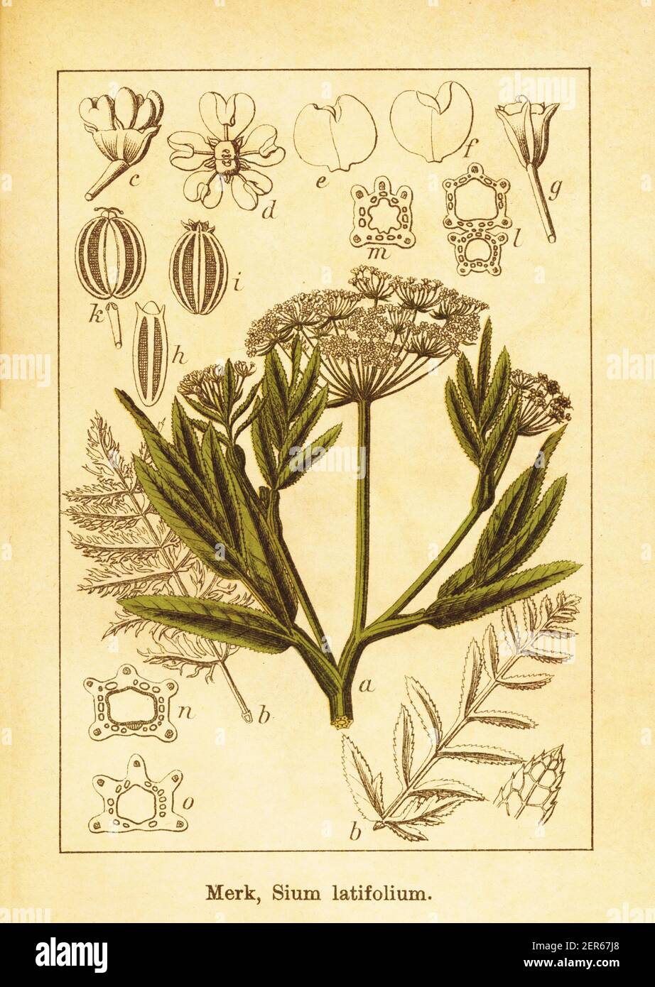 Antique illustration of water parsnip. Engraving by Jacob Sturm (1771-1848) from the book Deutschlands Flora in Abbildungen nach der Natur mit Beschre Stock Photo