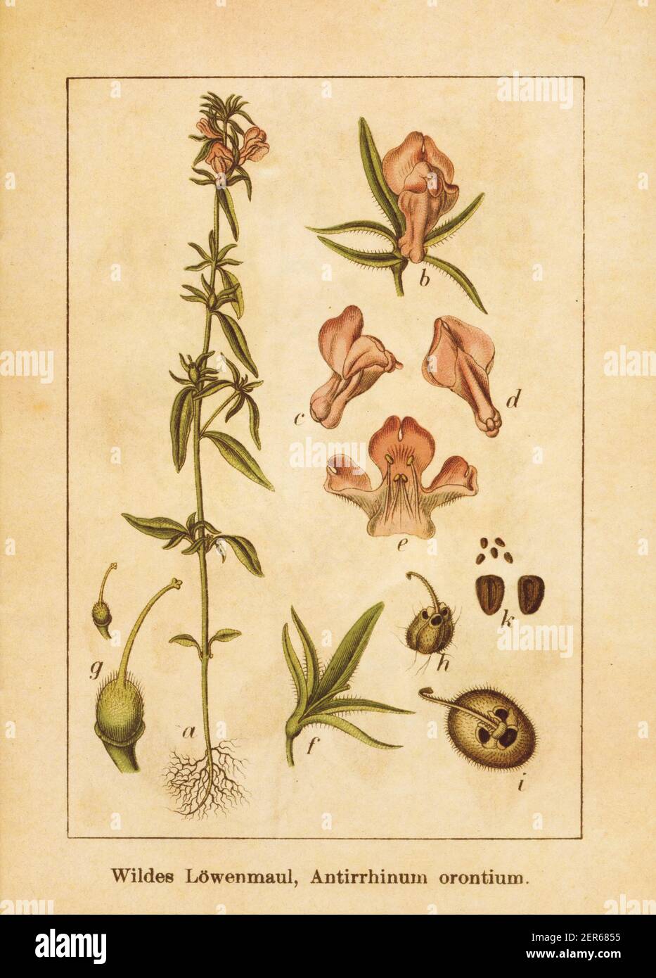 Antique illustration of an antirrhinum orontium, also known as misopates orontium, weasel's snout, lesser snapdragon, calf's snout or linearleaf snapd Stock Photo