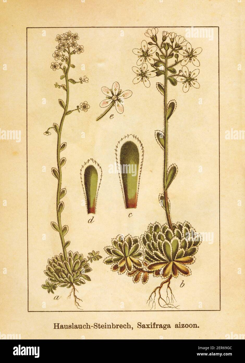 Antique illustration of a saxifraga aizoon, also known as saxifraga paniculata or white mountain saxifrage. Engraved by Jacob Sturm (1771-1848) and pu Stock Photo