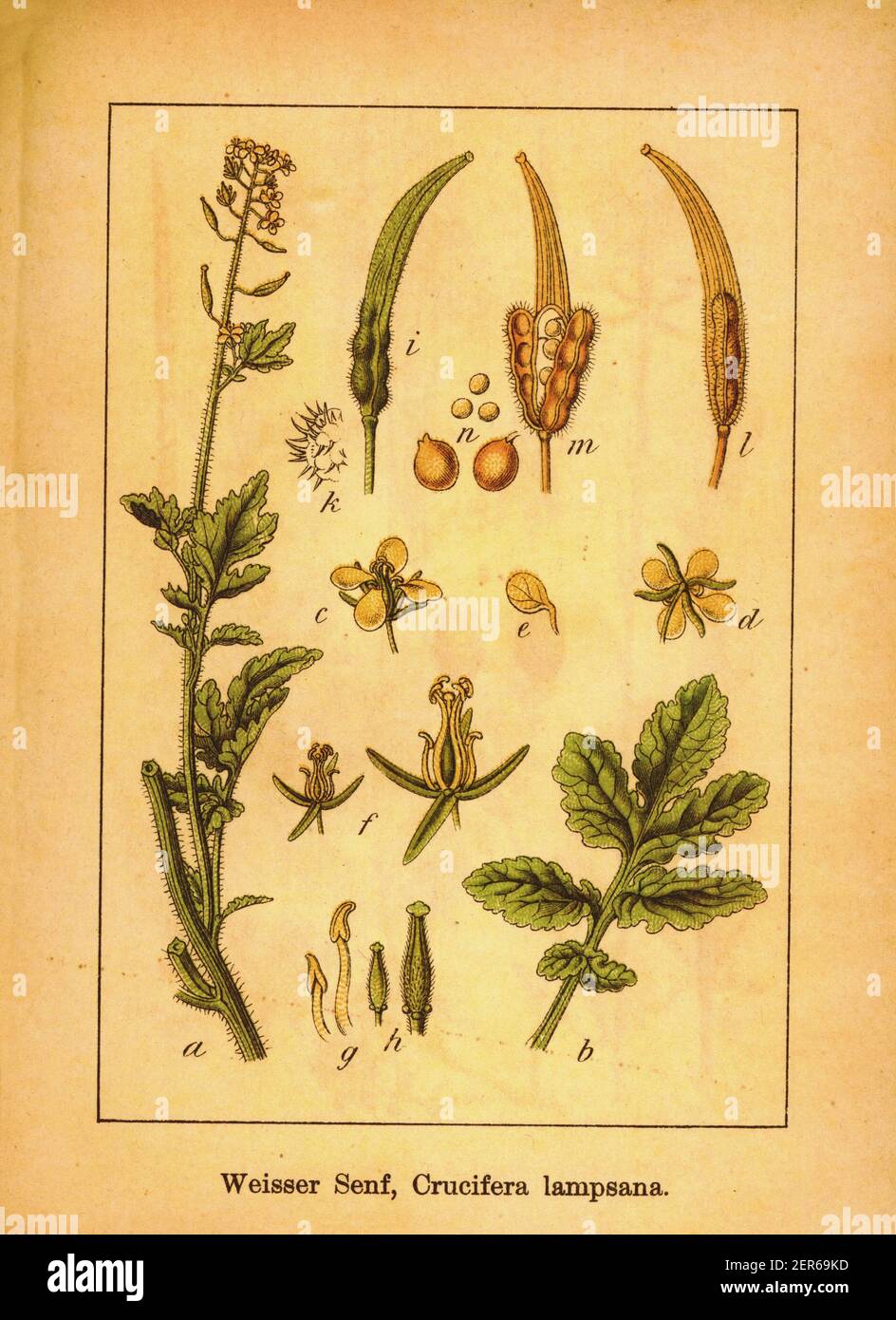 Antique illustration of white mustard. Engraving by Jacob Sturm (1771-1848) from the book Deutschlands Flora in Abbildungen nach der Natur mit Beschre Stock Photo