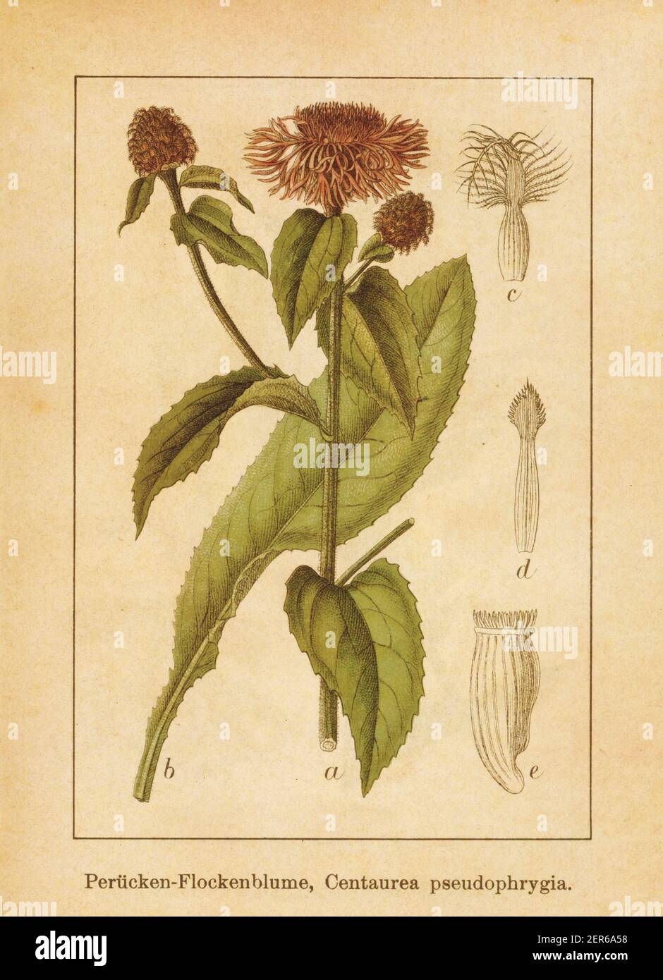 Antique illustration of a centaurea phrygia, also known as wig knapweed. Engraved by Jacob Sturm (1771-1848) and published in the book Deutschlands Fl Stock Photo