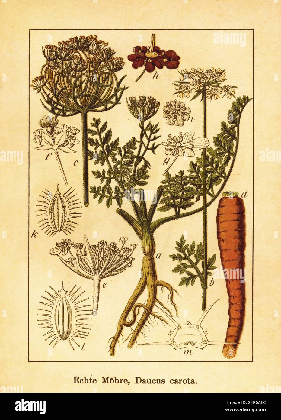 Antique engraving of wild carrot. Illustration by Jacob Sturm (1771-1848) from the book Deutschlands Flora in Abbildungen nach der Natur mit Beschreib Stock Photo