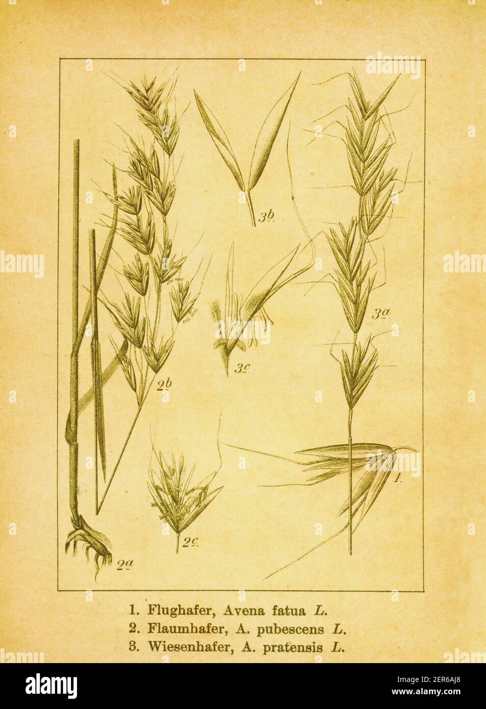 Antique illustration of wild oat, downy alpine oatgrass and meadow oatgrass. Engraving by Jacob Sturm (1771-1848) from the book Deutschlands Flora in Stock Photo