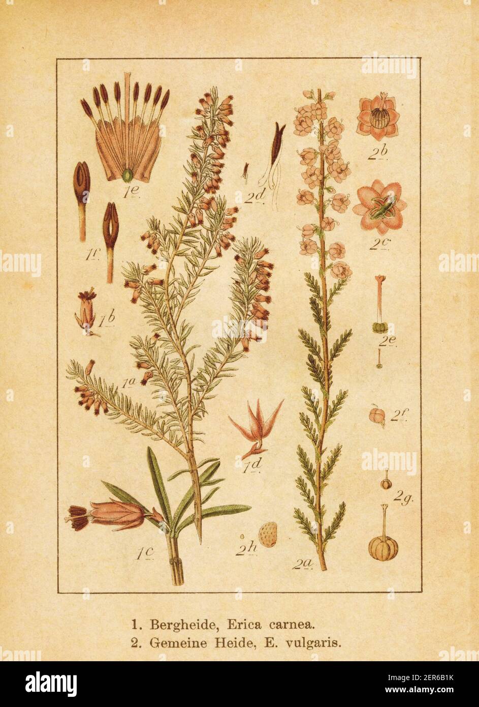 Antique illustration of an erica carnea (also known as winter heath, winter flowering heather or spring heath) and calluna vulgaris (also known as eri Stock Photo