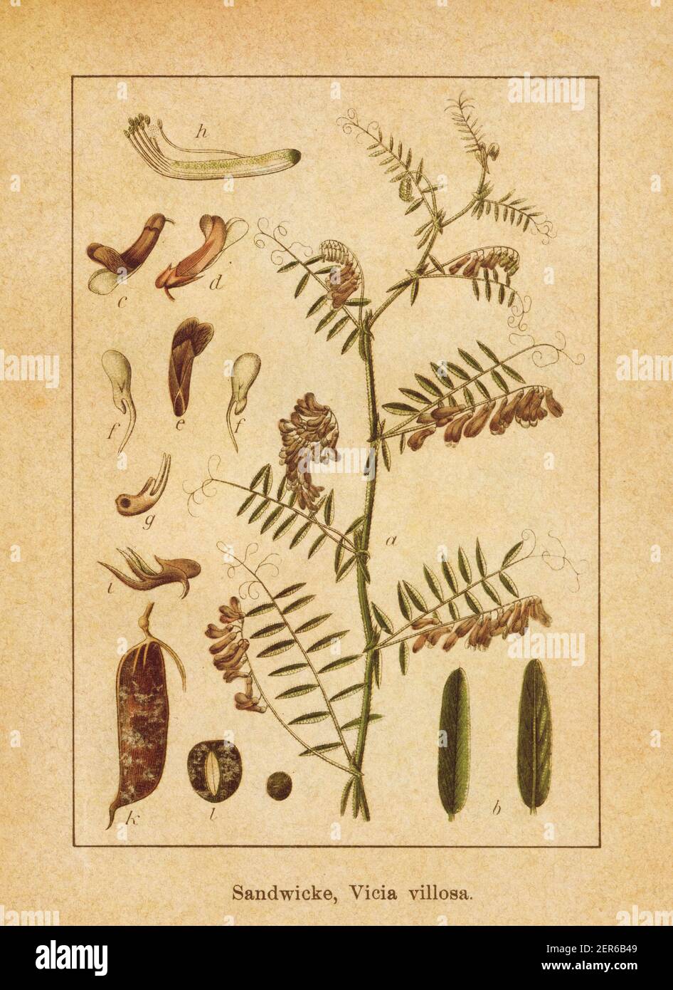 Cultivated vetch hi-res stock photography and images - Alamy