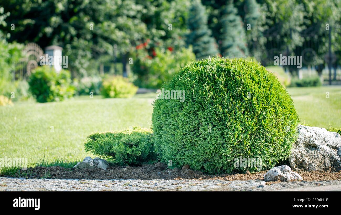Thuja is cut in the shape of a layer. Element of landscape design. Stock Photo
