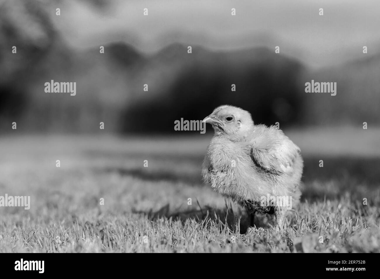 Little chick standing on the grass in Turkey Stock Photo