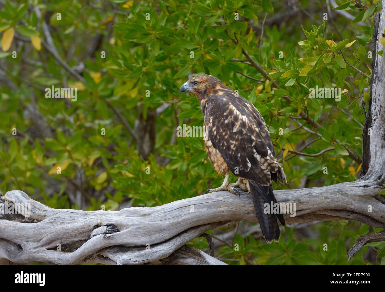 Galapagos Hawk (Buteo galapagoensis), Espumilla Beach, Santiago Island