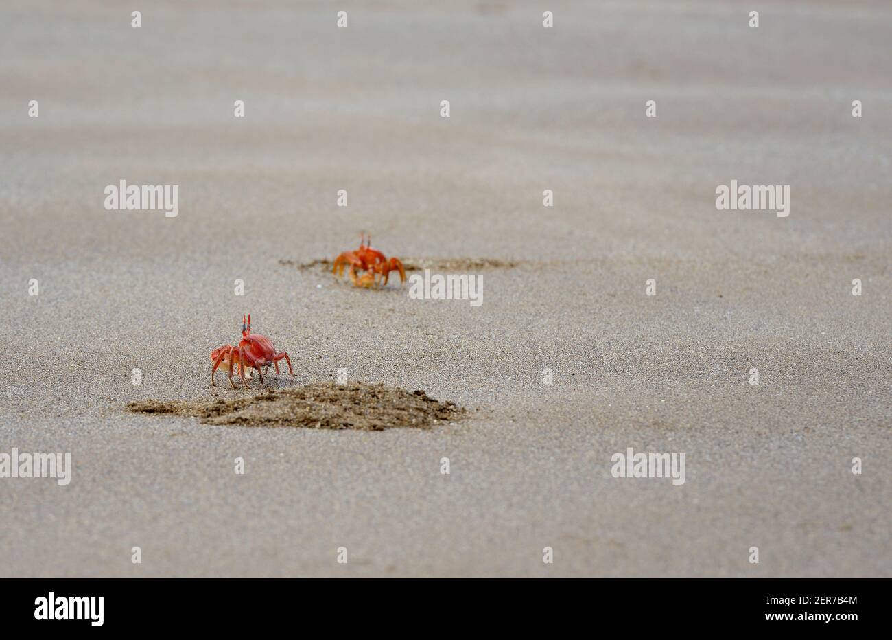 Ghost crabs (Ocypode Gaudichaudii) and burrows on Espumilla Beach, Santiago Island, Galapagos Islands, Ecuador Stock Photo