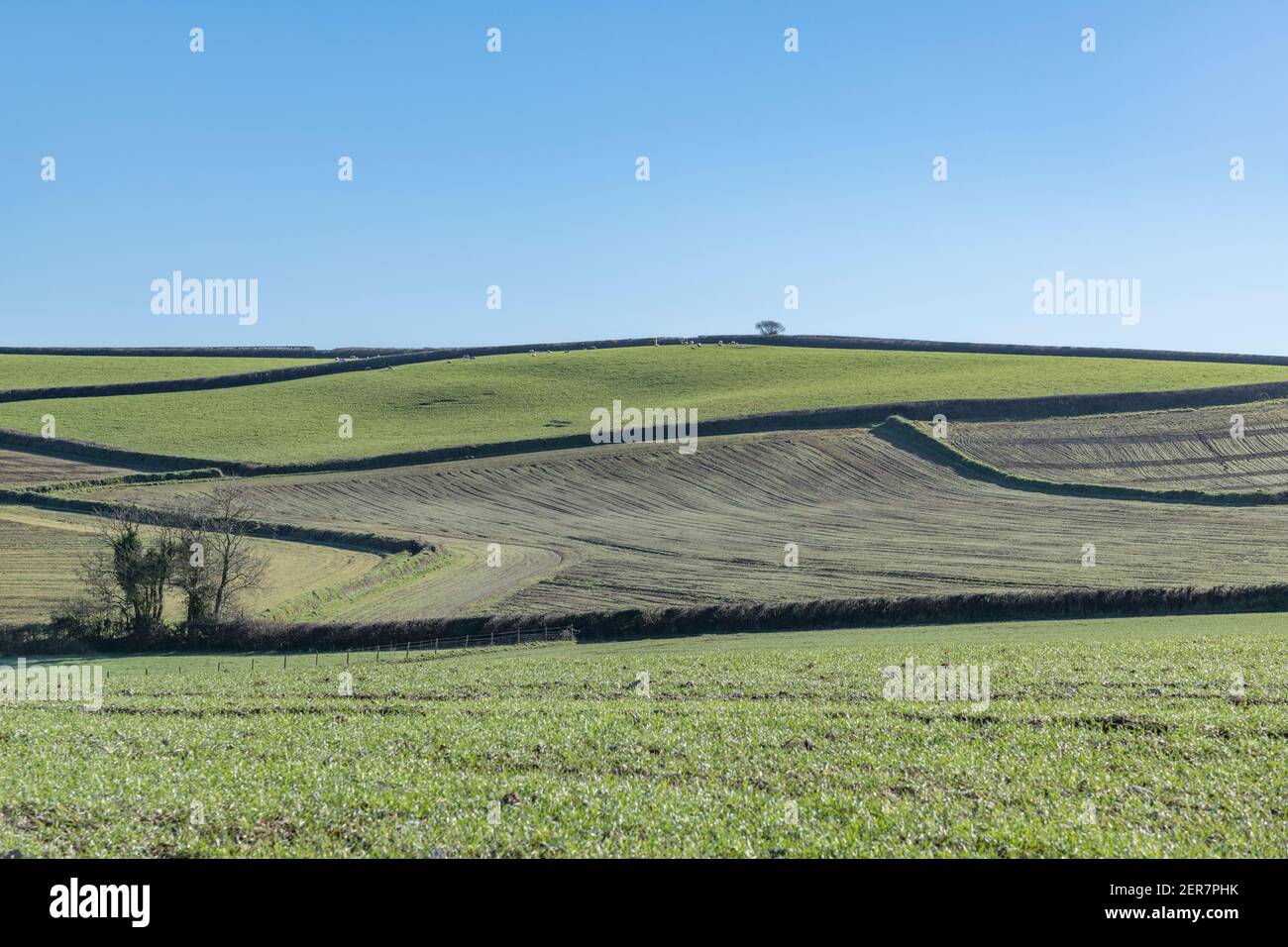 Sunny 16:9 landscape of hedgerow field boundaries seen from distant vantage point. For UK field systems, Cornwall fields, Cornish farms, zig-zags. Stock Photo