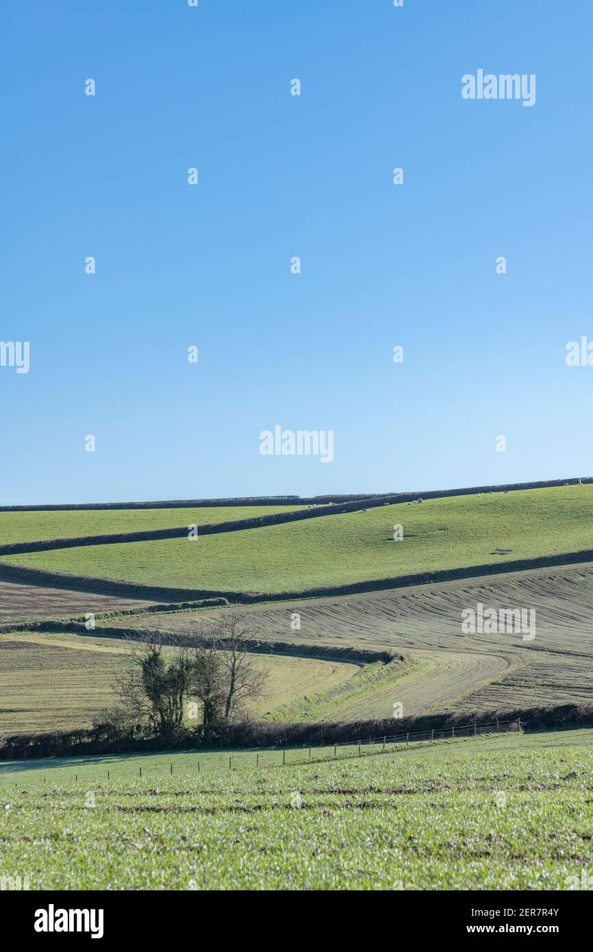 Sunny Spring landscape view of field boundaries seen from a distant vantage point. For UK field systems, Cornwall fields, Cornish farms, zig-zags. Stock Photo