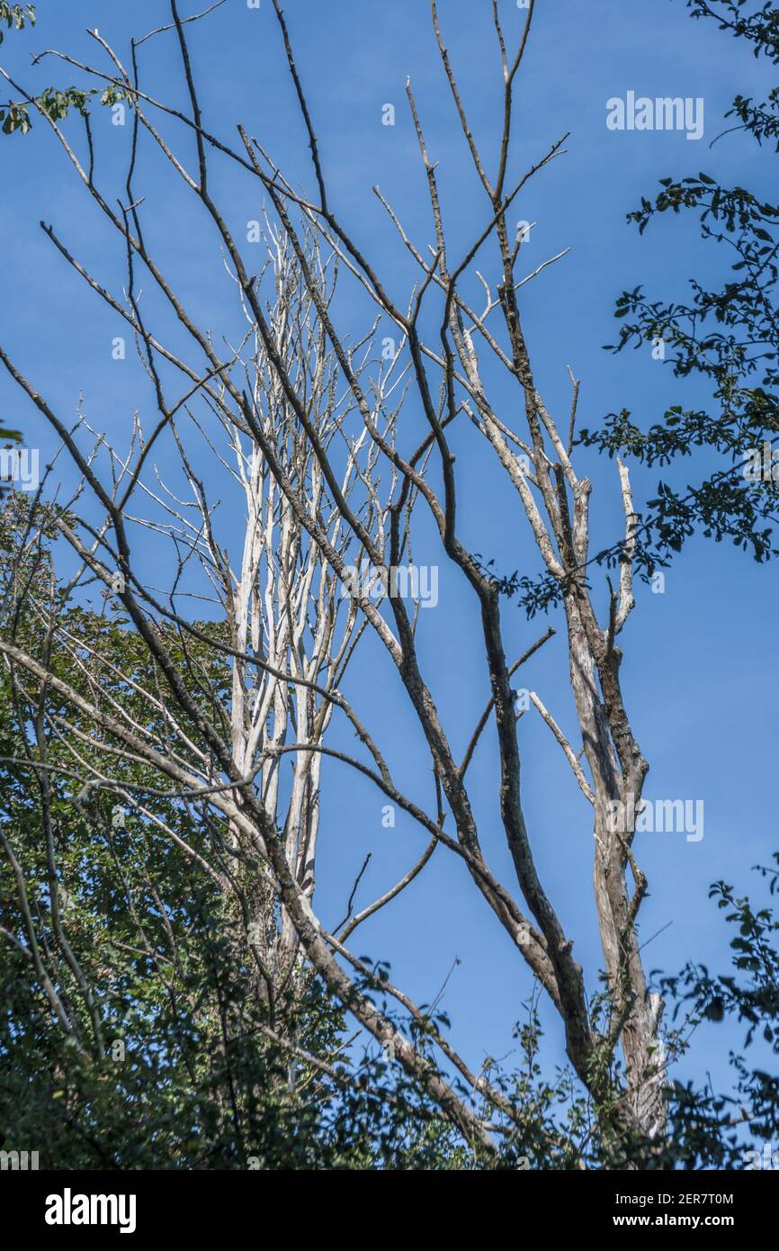 Trees branches died off hires stock photography and images Alamy