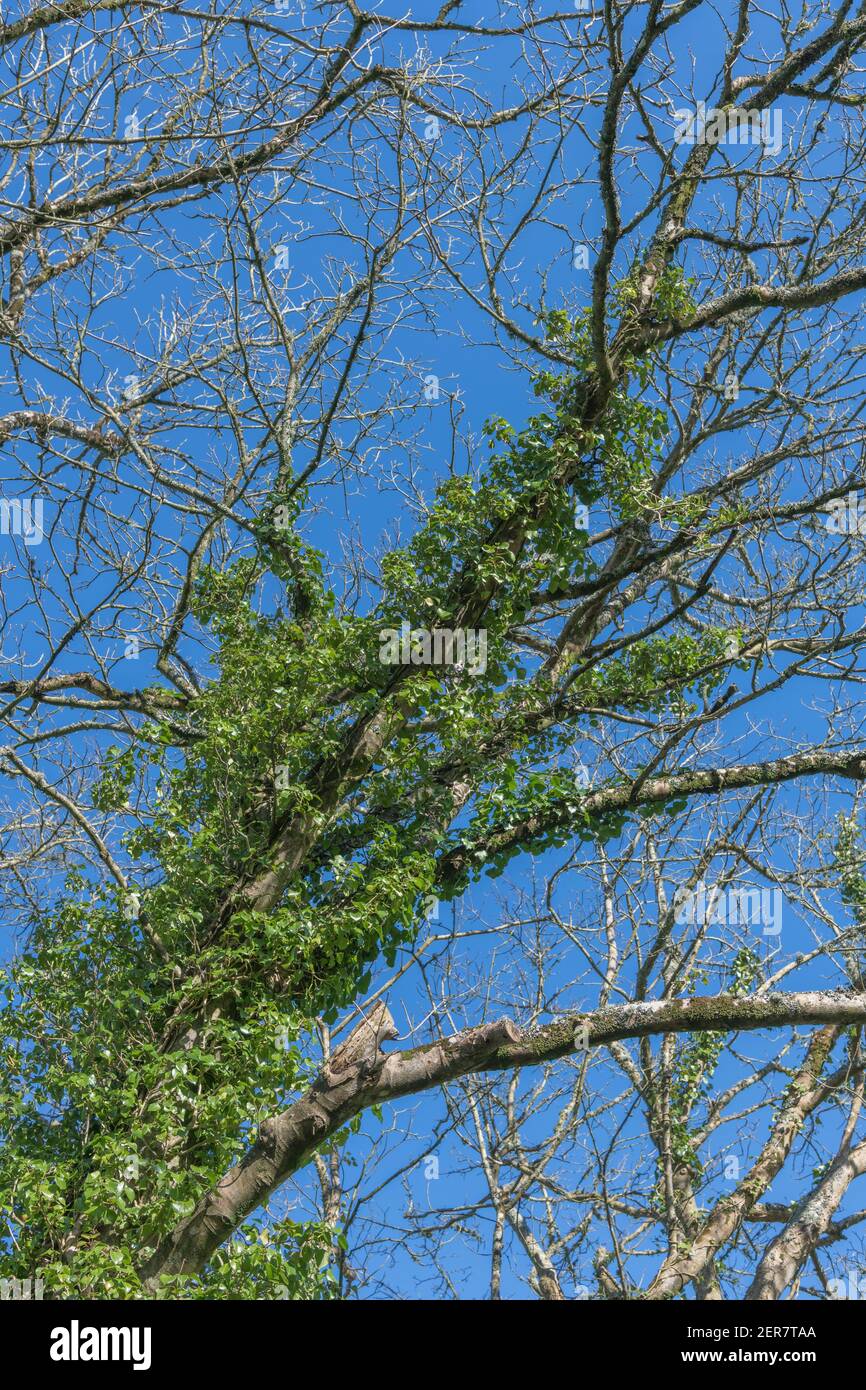 Ivy covered tree trunk set against blue sunny Springtime sky. Climbing plants concept, choking metaphor, smothered, creeping ivy. Stock Photo