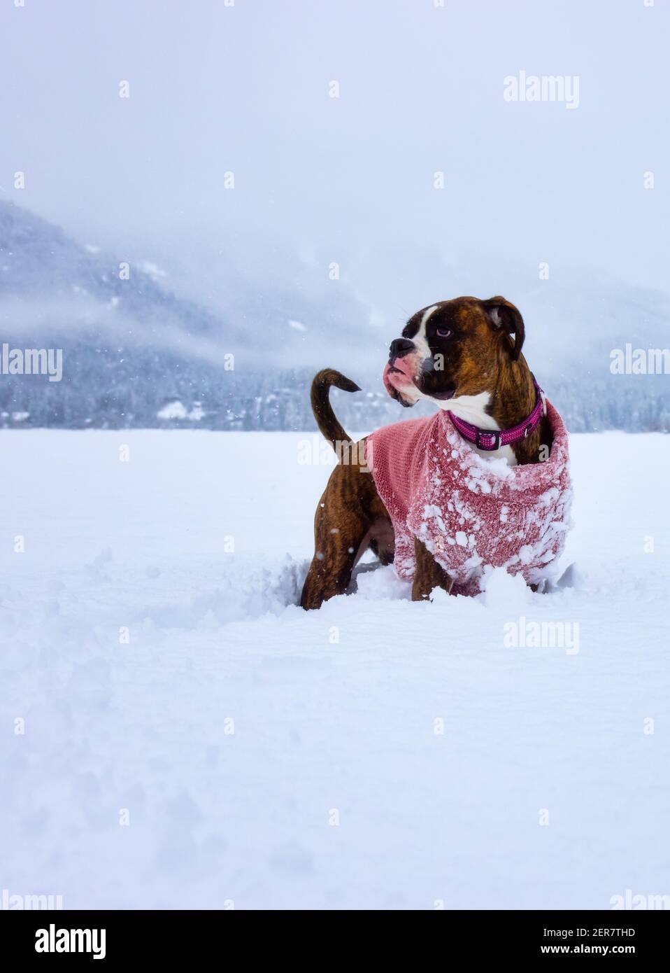 Dog playing in the snow Stock Photo - Alamy