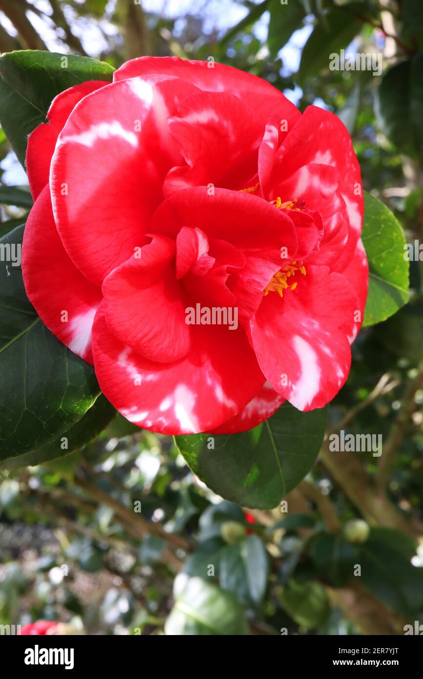 Camellia japonica ‘Adolphe Audusson Variegated’ Camellia Adolphe Audusson – peony-form double red flower with splashes of white,  February, England,UK Stock Photo