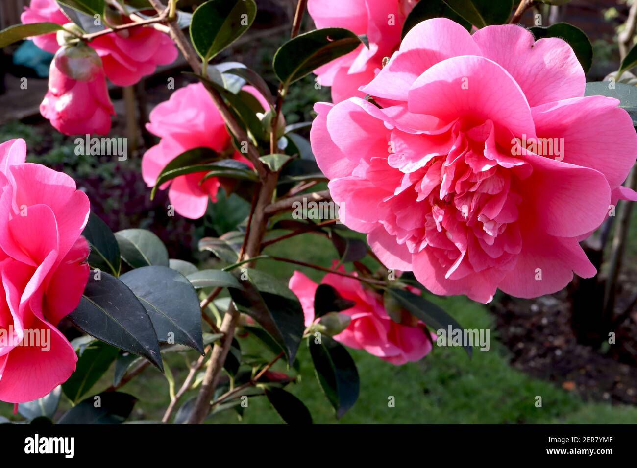 Camellia x williamsii ‘Anticipation’ Anticipation camellia – large peony form deep rose pink double flower, February, England, UK Stock Photo