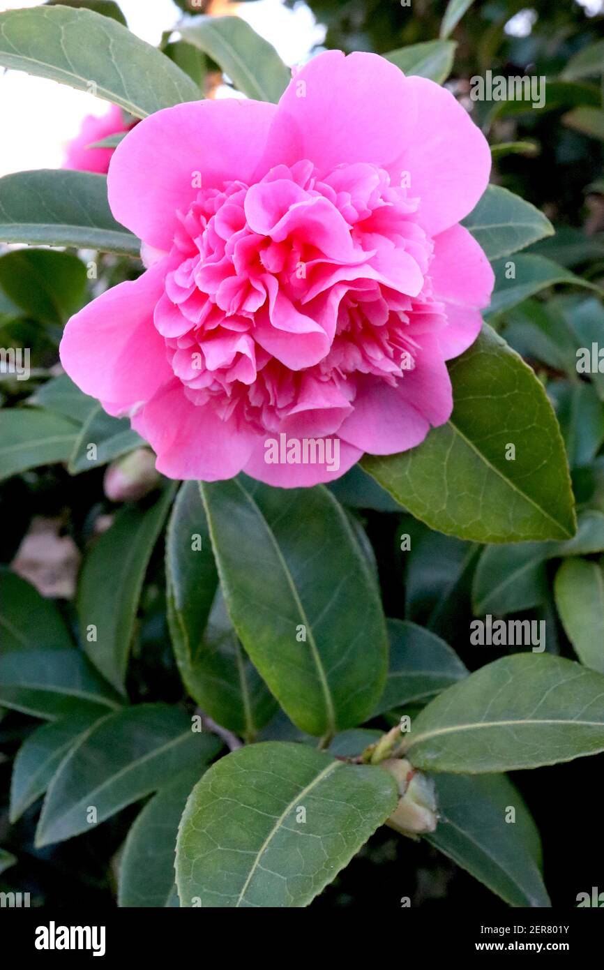 Camellia x williamsii ‘Anticipation’ Anticipation camellia – large peony form deep rose pink double flower, February, England, UK Stock Photo