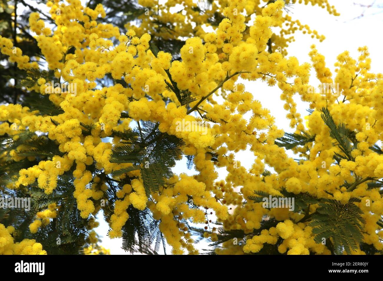 Acacia dealbata Mimosa clusters of round fluffy flowers with green