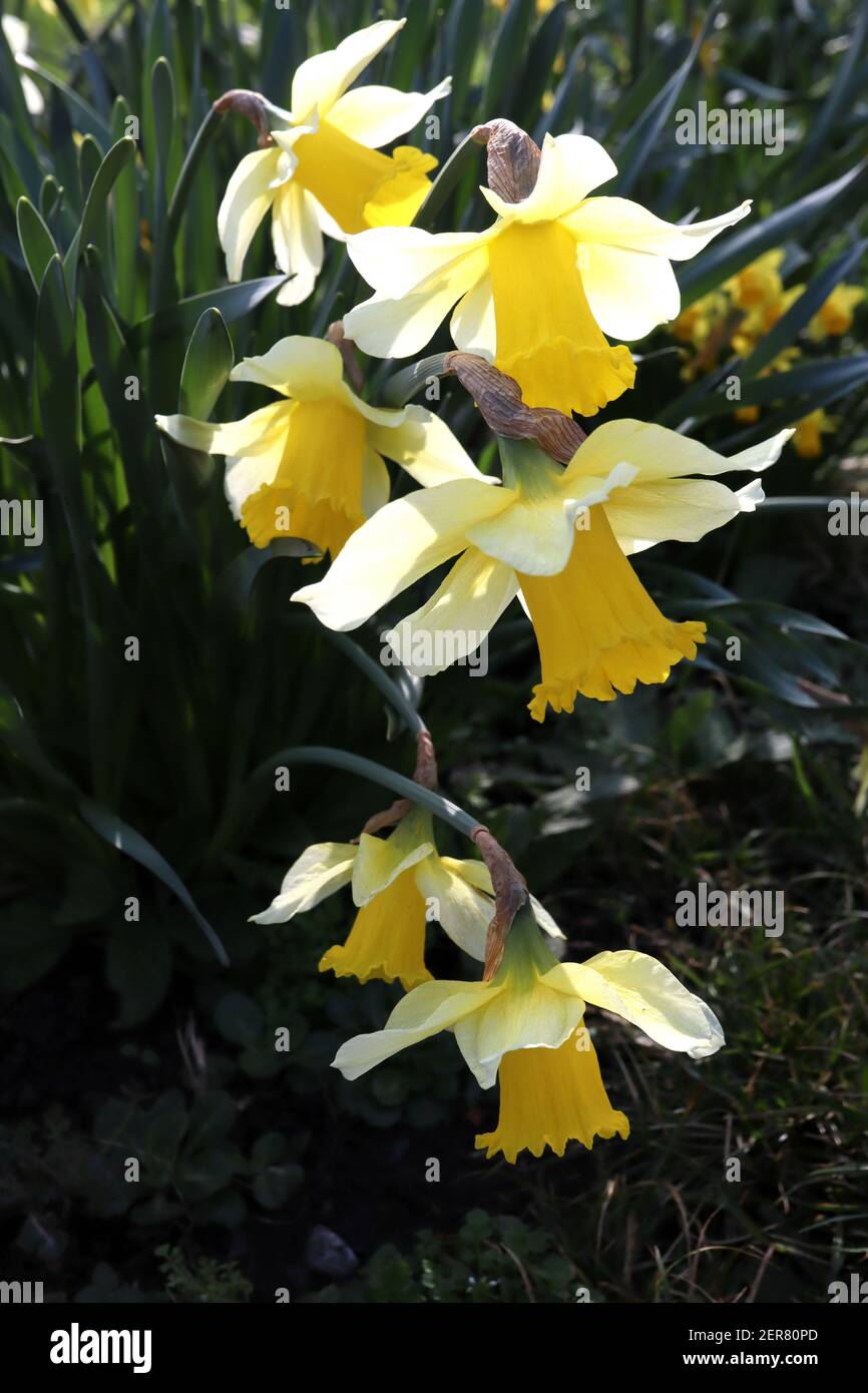 Narcissus pseudonarcissus ‘Lobularis’  wild Daffodil – flared white tepals and stout golden yellow trumpet,  February, England, UK Stock Photo