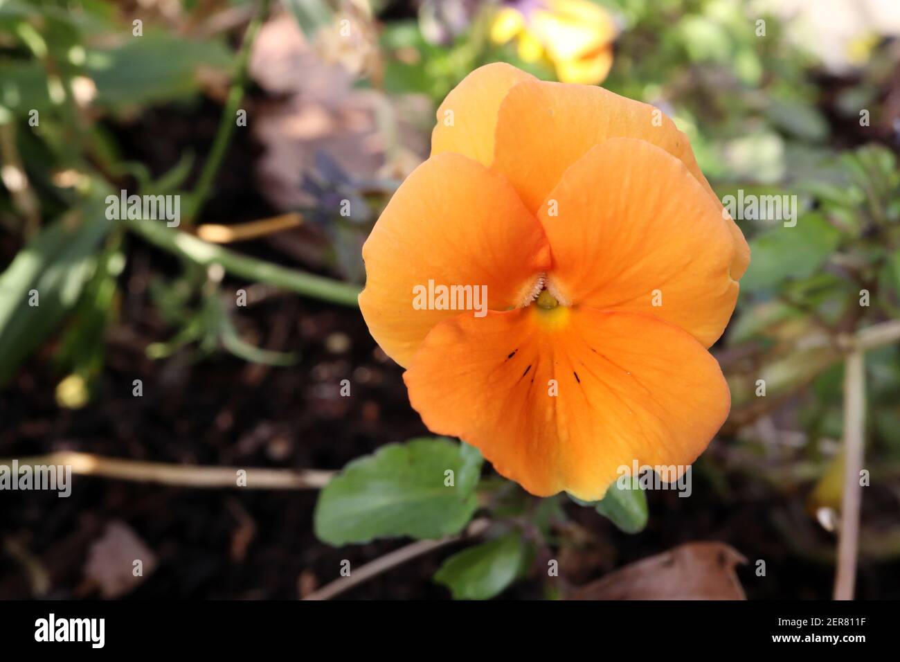 Viola x wittrockiana  ‘Matrix Orange Pansy’ orange Pansy – large all orange pansy with sparse faint black whiskers,  February, England, UK Stock Photo
