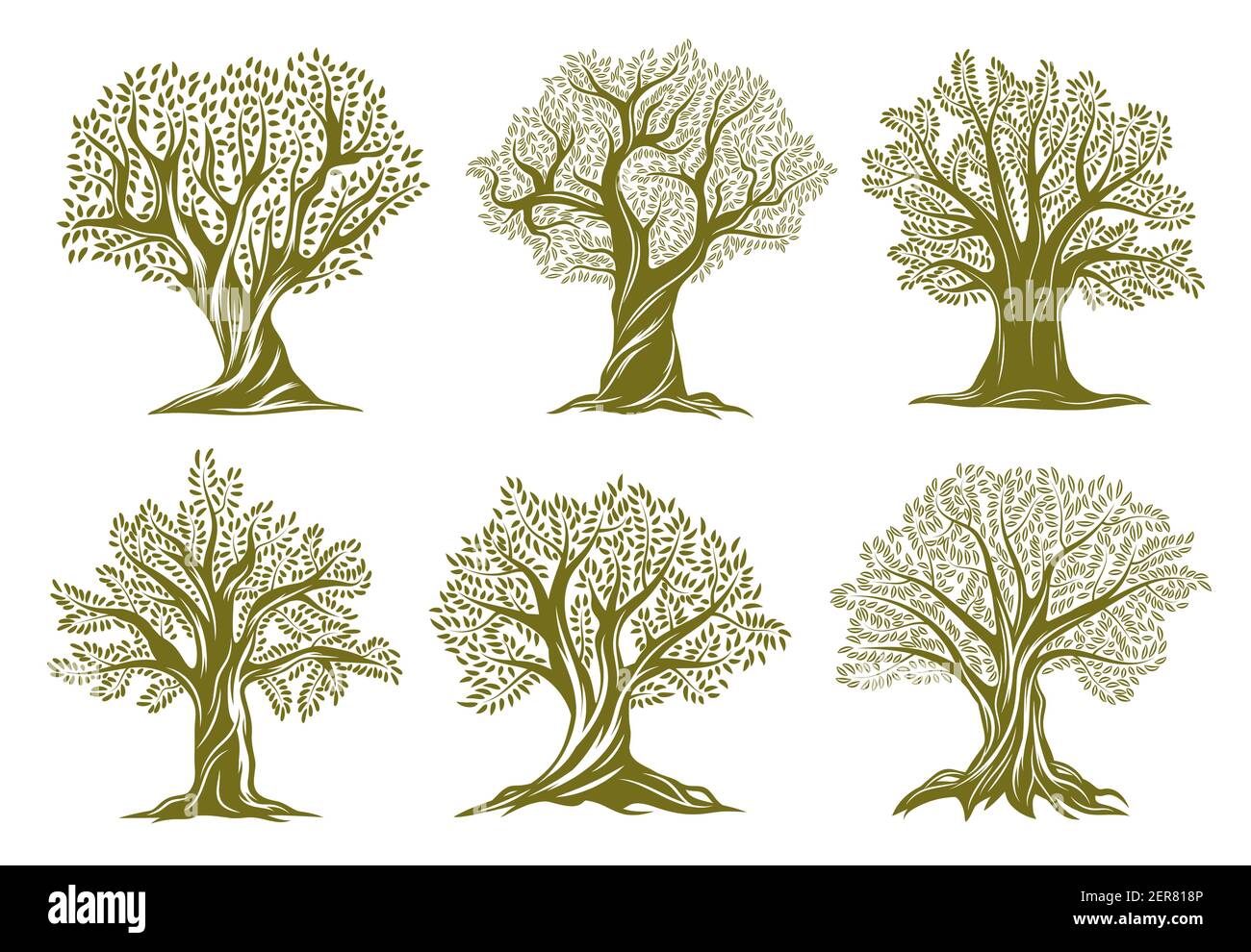 Old olive, willow or oak trees engraved icons. Trees with twisted trunk and branches, big crown, green foliage and exposed roots vector set. Garden, f Stock Vector
