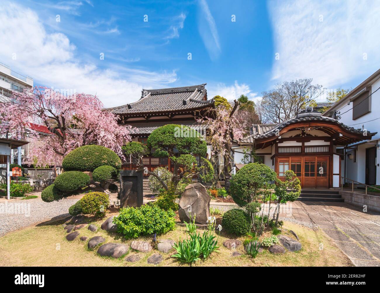 tokyo, japan - april 05 2020: Niwaki trees and memorial stones surrounding by weeping cherry blossoms in the Japanese Buddhist zen temple of Seiunzenj Stock Photo