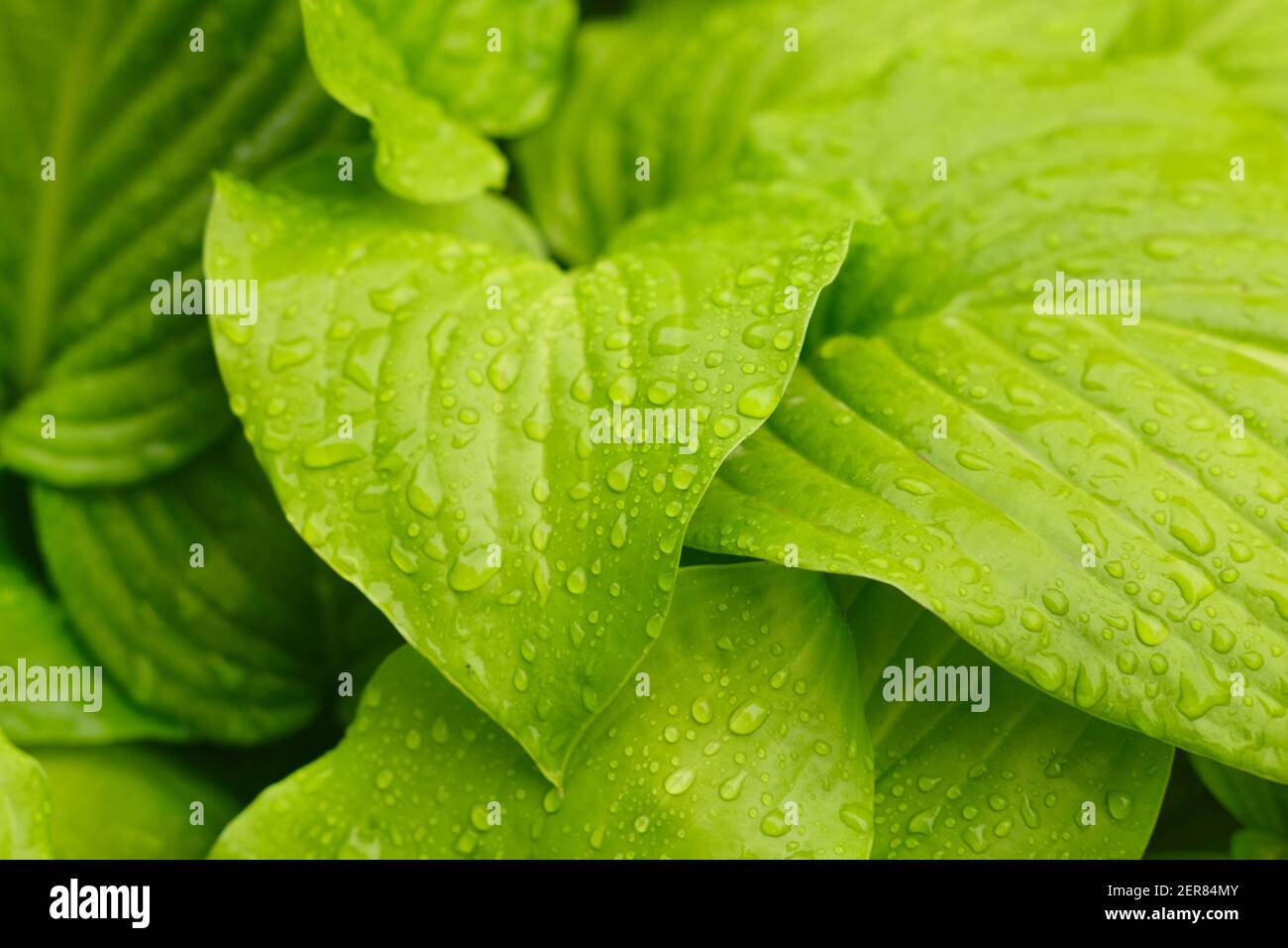 Big green leaves after rain with droplets, drops of water on large ...