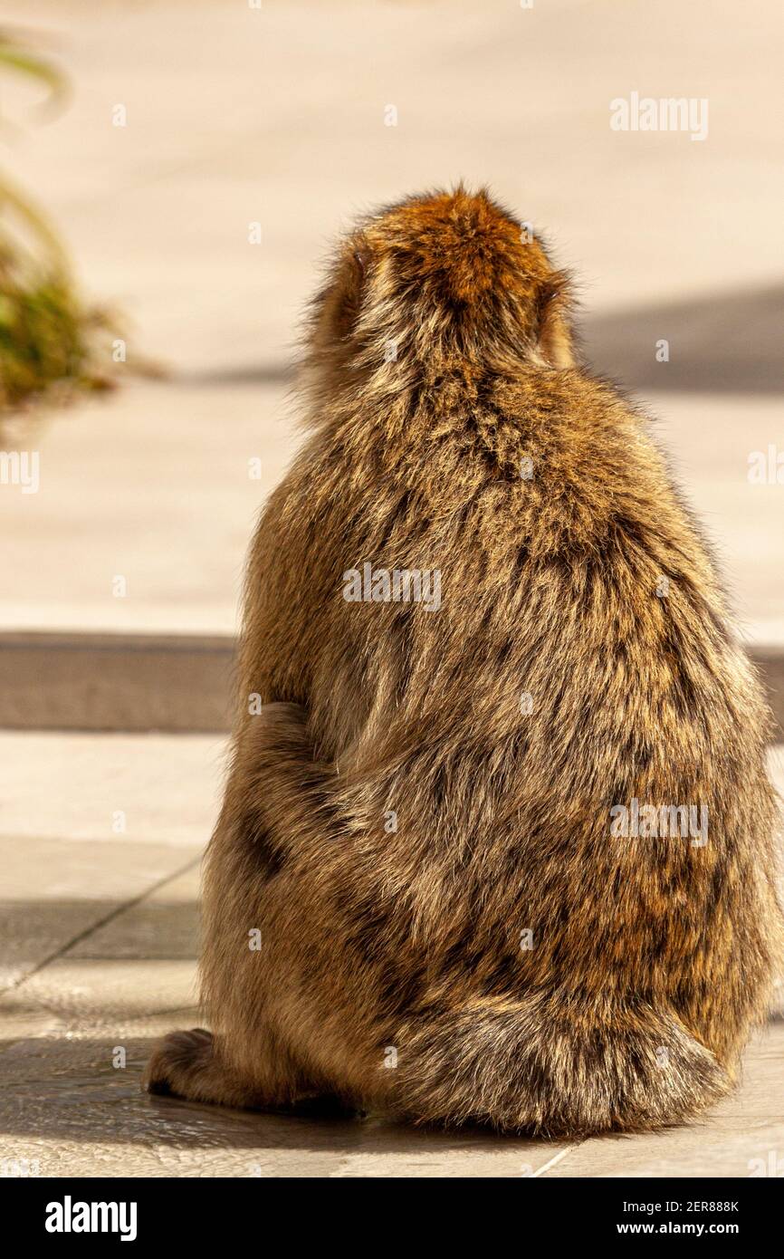 A barbary macaque (Macaca sylvanus) a well known old world monkey sitting on concrete floor near the visitor center of the rock of Gibraltar. These ar Stock Photo