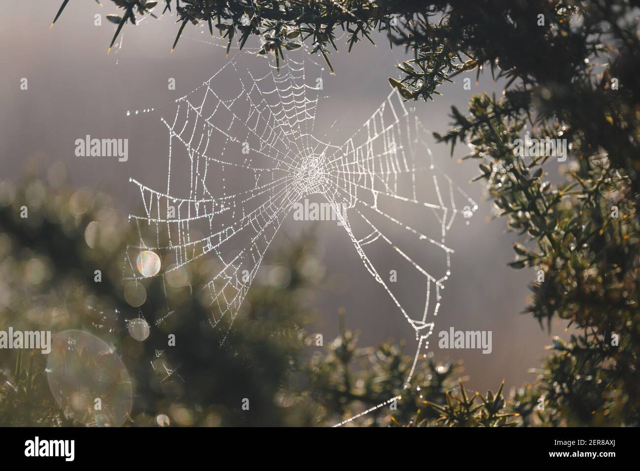 A damp spiders web at St Aidan's Nature Park in Swillington,Leeds,West Yorkshire Stock Photo