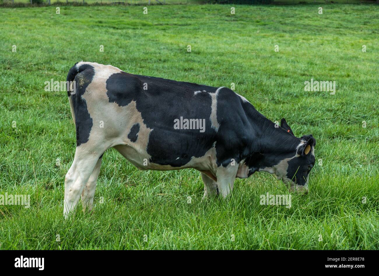 A single black and white dairy cow grazing in the farm field on green ...