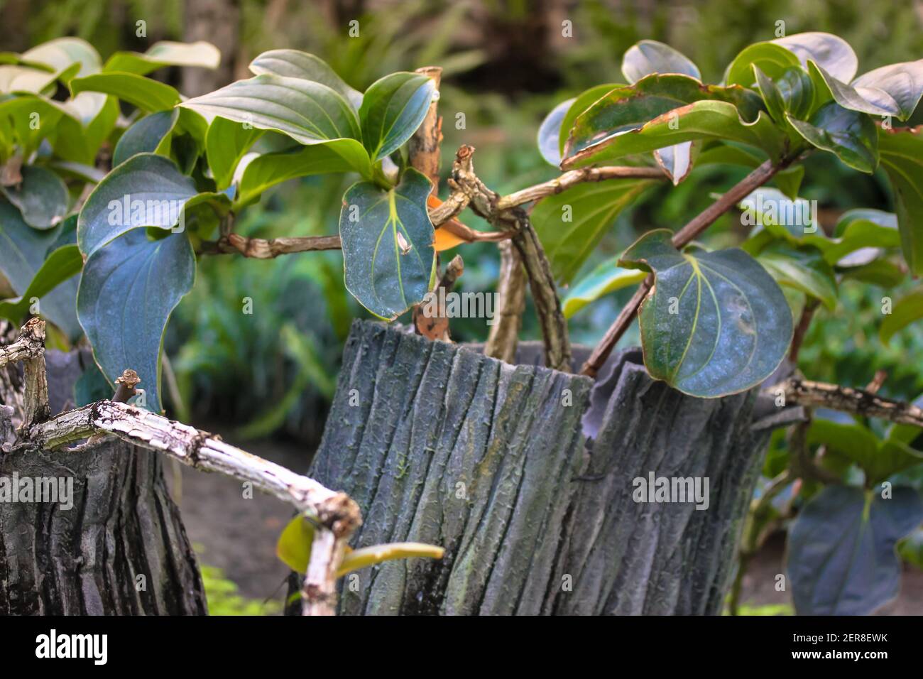 Unusual plant pots hi-res stock photography and images - Alamy