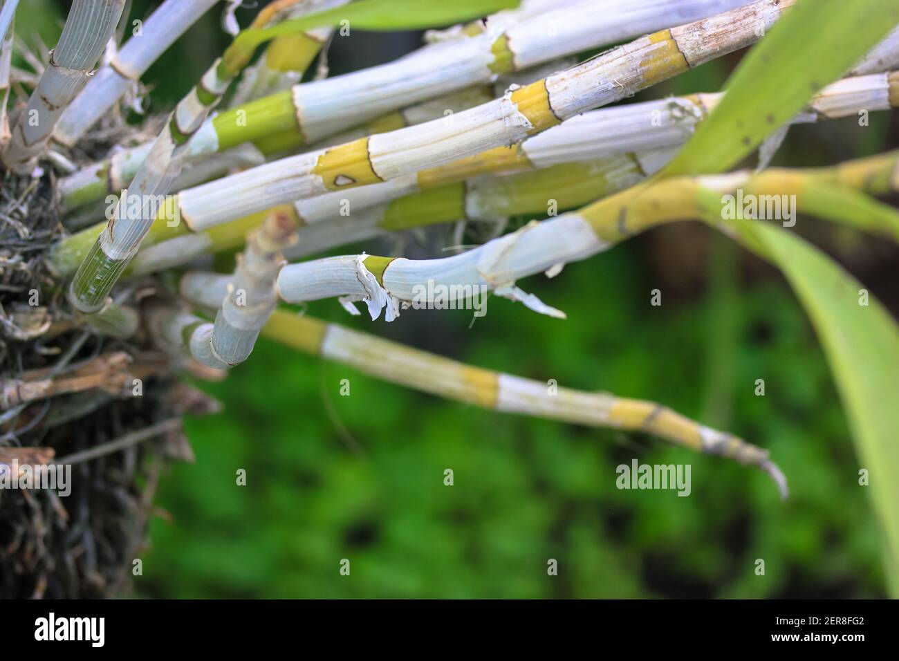 Sprouting bamboo leaves hi-res stock photography and images - Alamy