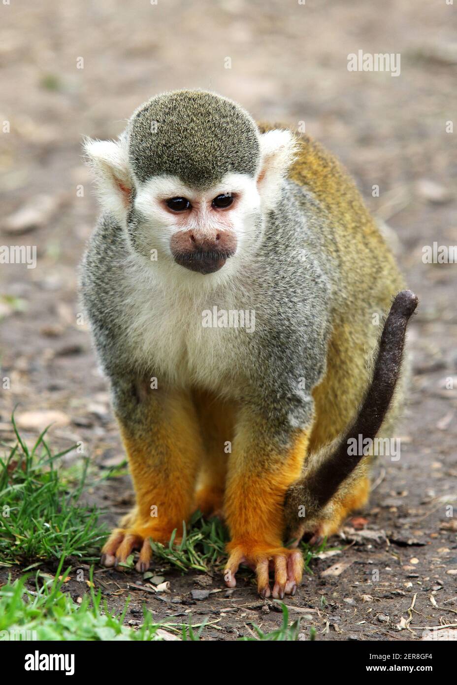 Squirrel Monkey - Saimiri sciureus Stock Photo