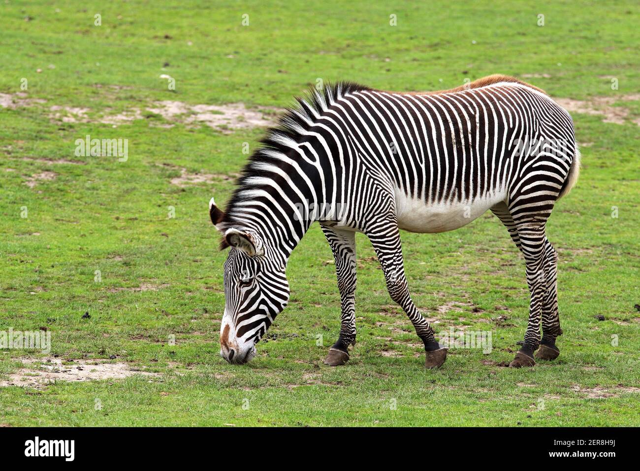 Grevy's Zebra - Equus grevyi Stock Photo