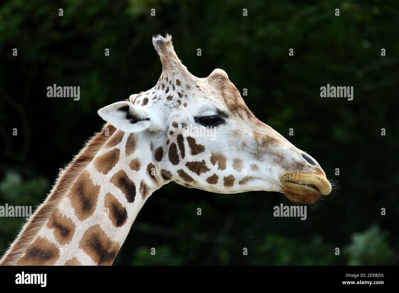 Rothchild's Giraffe - Giraffa camelopardalis Stock Photo