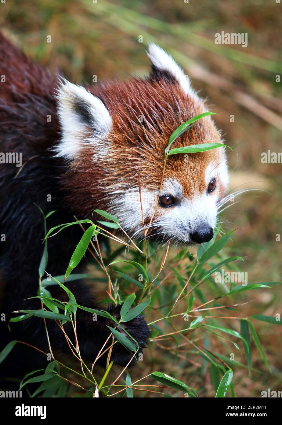 Red Panda - Ailurus fulgens Stock Photo