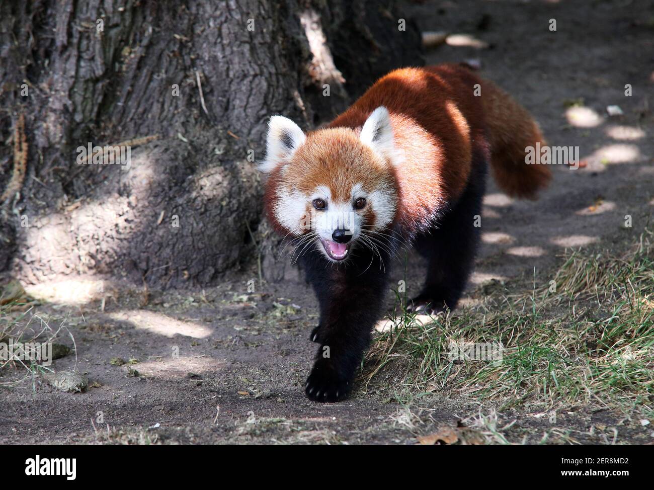 Red Panda - Ailurus fulgens Stock Photo