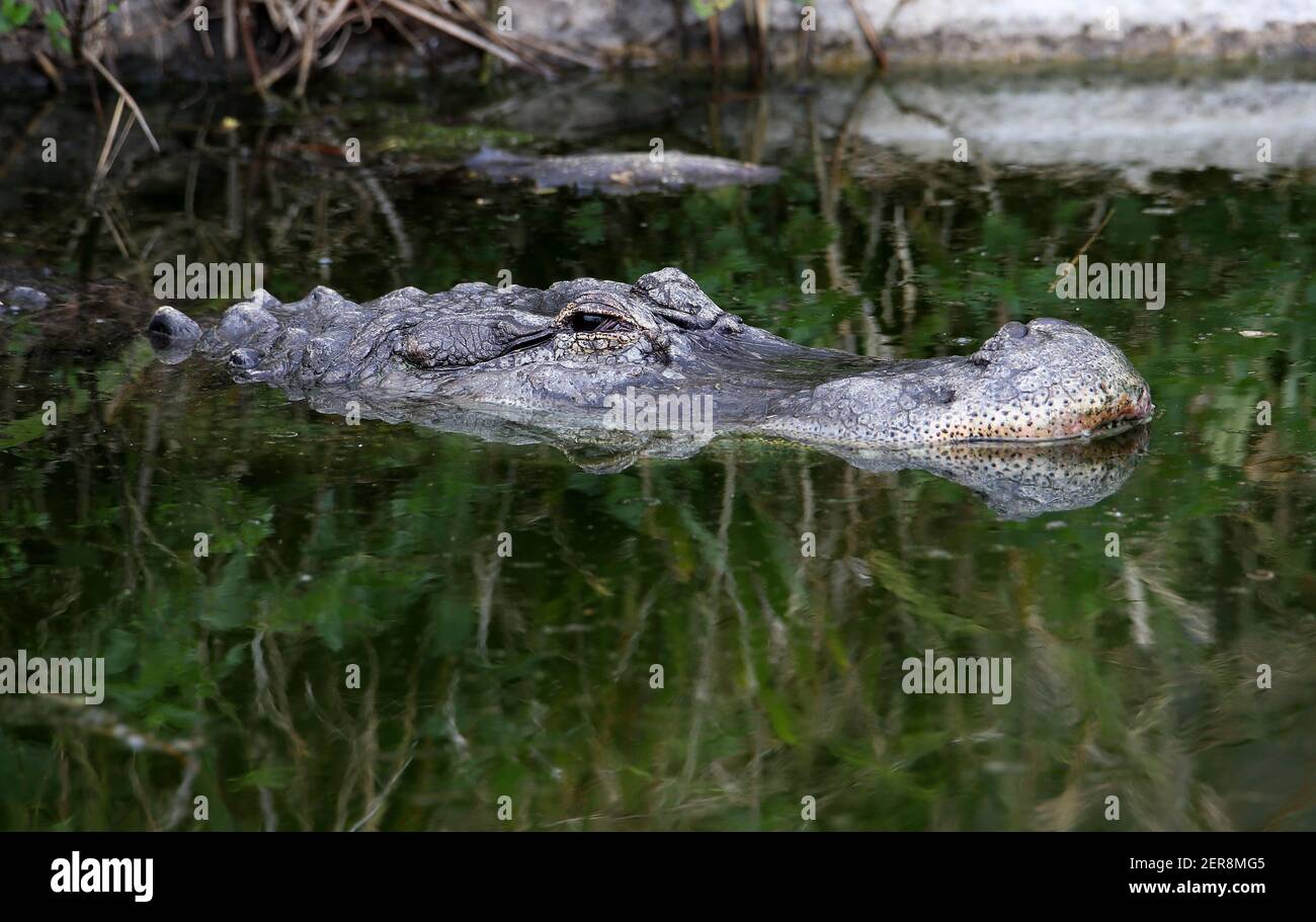 Saltwater Crocodile - Crocodylus porosus Stock Photo